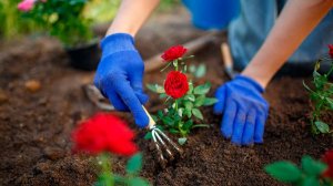 Работа в саду . Посадка цветов