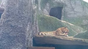 Московский зоопарк.Леопард на отдыхе, красавчик!