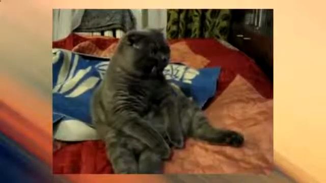 Заколдованный кот смотреть онлайн