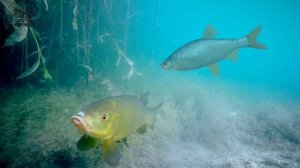 Ловля линя от А до Я! Знай и лови! Школа рыбалки! ЛИНЬ #л?