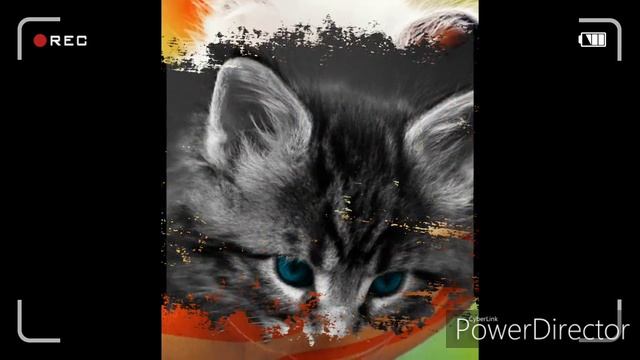 Фото котят смотреть онлайн