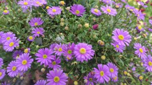 Лизимахия и брахикома в композиции