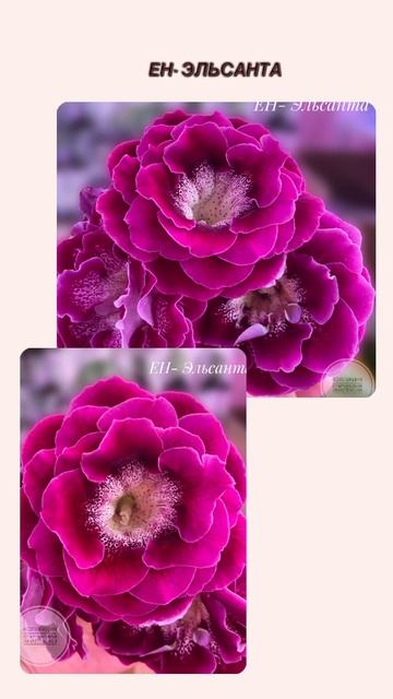 ЕН- Эльсанта #глоксинии #flowers #геснериевые #rose #глоксини смотреть онлайн