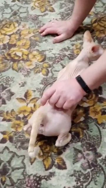 течка канадского сфинкса - не перепутаете точно!!! смотреть онлайн