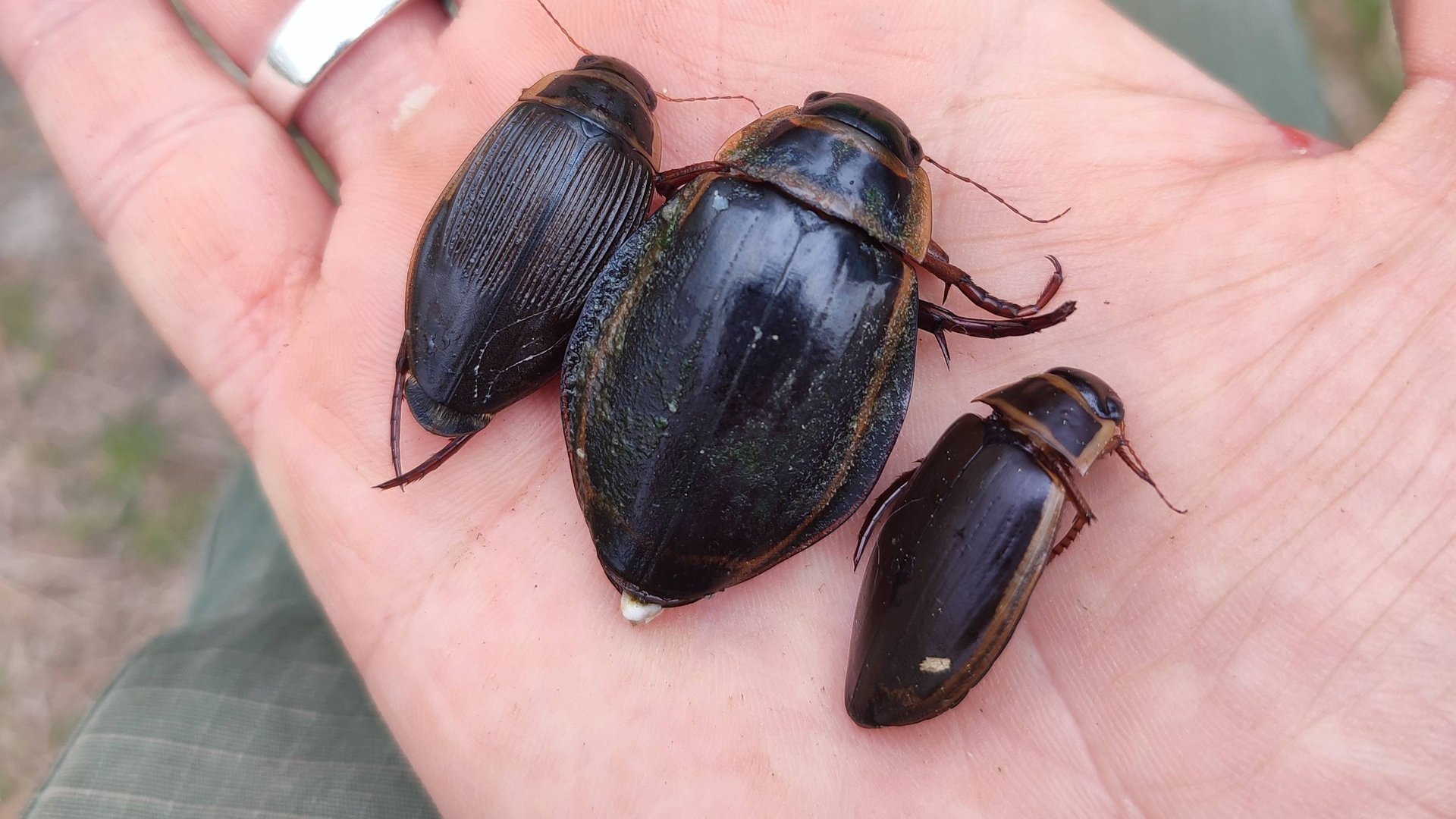 Dytiscus latissimus (широчайший плавунец)! Проверка ловушек на жуков-плавунцов. смотреть онлайн