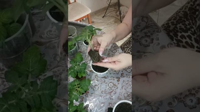 Пересадка рассады томатов низкорослых (балконного) ти смотреть онлайн