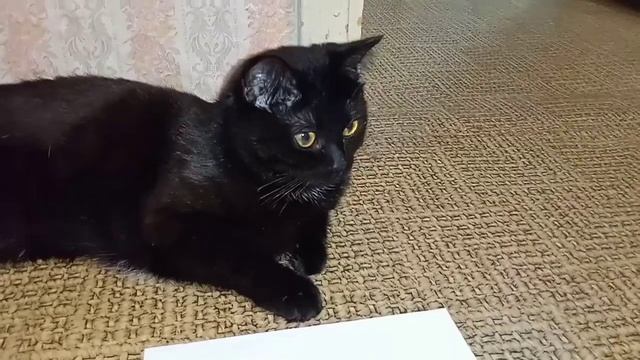 Кекс для соседа.🤣( Новые русские бабки)