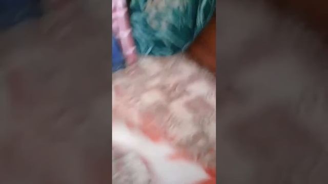 приведение плед часть  5