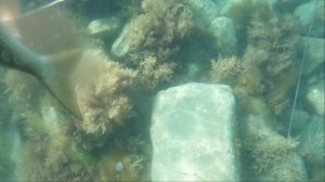 Подводная охота в Чёрном море, май 2025 года