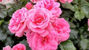 Кровавые цветы 350, 351, 352, 353, 354 серия русская озвучка | Баран и Дилан расстаются