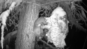 соболь воришка