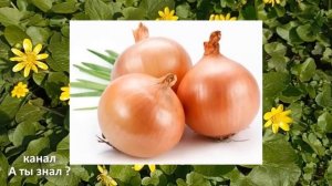 Сахар в крови сразу падает ! Рецепт из лука – настояще?