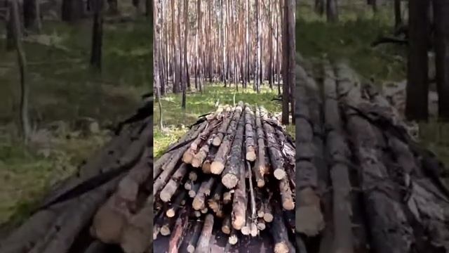 #дрова #лес #штиль #sorts #отоплениедома #ока #котел #shorts смотреть онлайн