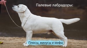 Палевый лабрадор: плюсы, минусы, мифы и правда | Окрас, пигментация и особенности.