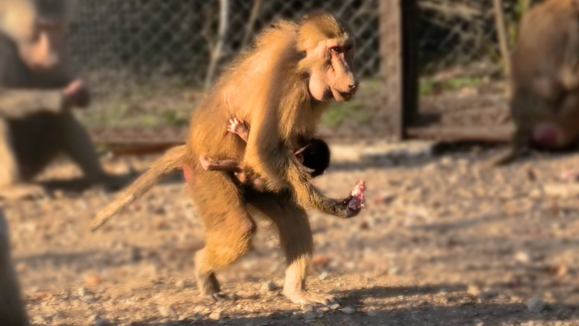 Маленькая Чикита ОРЕТ И ТРЕБУЕТ МЯСА, а Изя не дает! Дед продолжает воспитывать самок и детей ДОМ2! смотреть онлайн