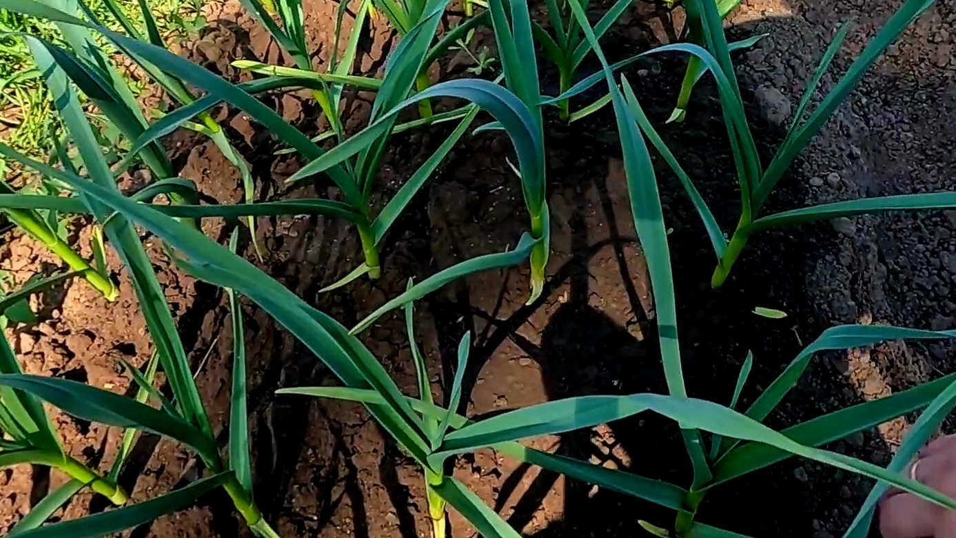 Уход за чесноком после дождей, засухи или холодов!! смотреть онлайн