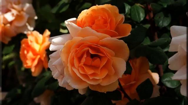 Хорошая музыка и фото в хорошем качестве смотреть онлайн