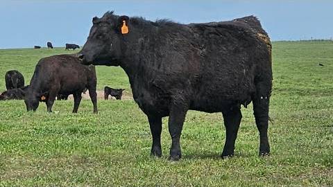 Канадская семья в НН (запись трансляции).. Countryside Acres Is Live!