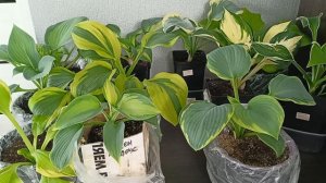 Когда покупать посадочный материал хосты?Каменск-Уральский.27.05.2025.