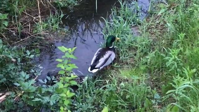 Семейка по соседству / The family next door смотреть онлайн