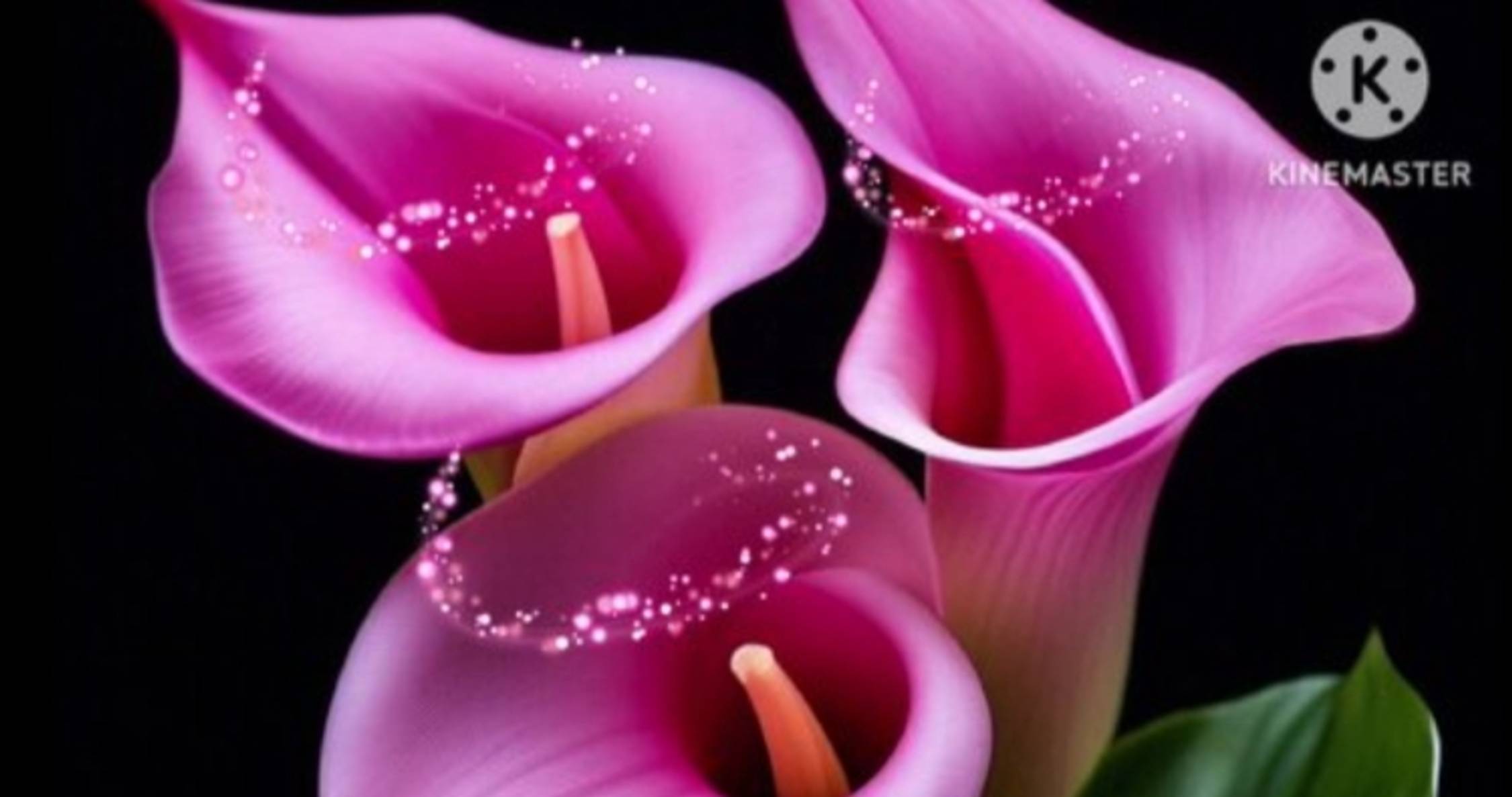 ЦВЕТОЧНЫЙ РЕЛАКС ДЛЯ ДУШИ