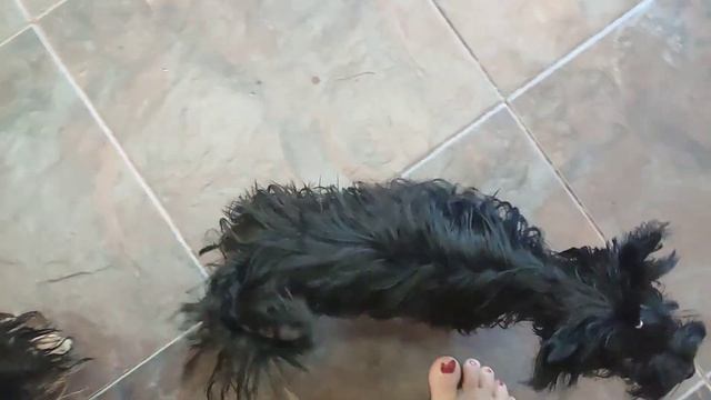 Черный Йорк 🐾 Красавчик Ричард 🔥 Продажа доставка п?