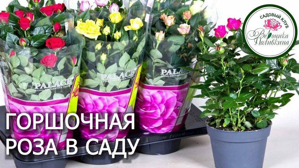 ПЕРЕСАДКА ГОРШОЧНОЙ РОЗЫ В САД смотреть онлайн