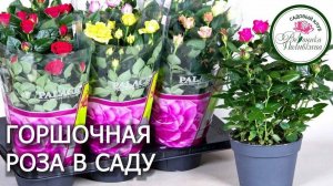 ПЕРЕСАДКА ГОРШОЧНОЙ РОЗЫ В САД