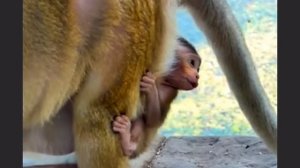 Почему у Babu monkey иногда бывает печаль во взгляде ...  1000008202.mp4