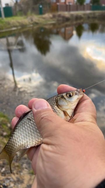 Рыбалка с мормышингом в апреле. Поймал карася. Разловил ещё один цвет мотыля. смотреть онлайн