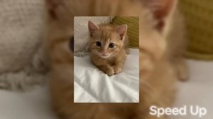 Плейлист популярных и вайбовых песен из тик-тока 2024 (spe