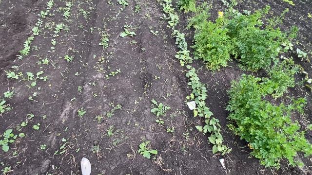 Огород прополот, все в норме смотреть онлайн