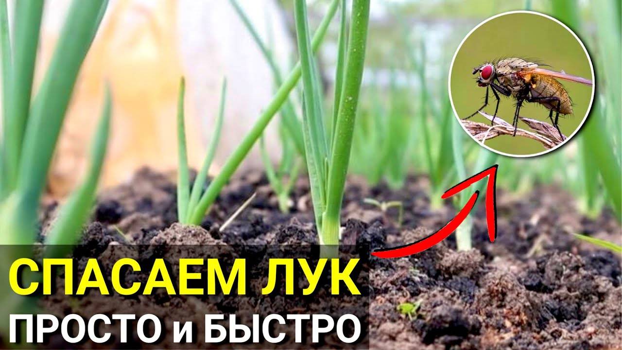 ЛУК будет ЗЕЛЁНЫЙ! Как избавиться от Луковой МУХи! Средство от ПОЖЕЛТЕНИЯ и от ВРЕДИТЕЛЕЙ лука смотреть онлайн
