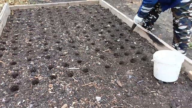 #посадкачеснока #город61 20.10.24 #экодачник #подготовкаче?