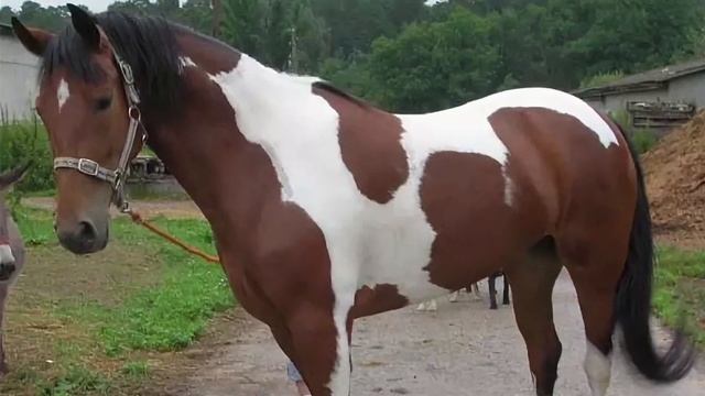 МАСТИ ЛОШАДЕЙ. Гнедая, вороная и другие «лошадиные» сл