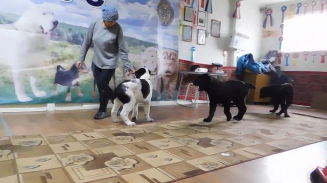 Дети 3 месяца Джабар Ханума