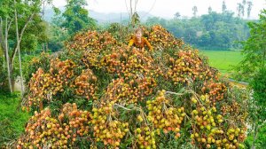 Ли Тье Тоан. Забралась на высокое дерево, чтобы собрать много плодов личи, для продажи на рынке.