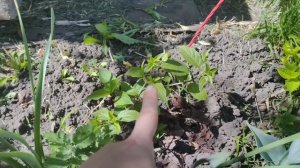 SOS как спасти розы😱🌹🪲 от бронзовки/обзор участка 27.05.25