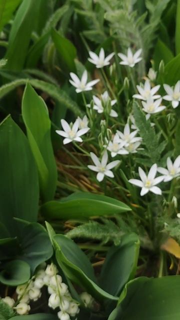 Дачная красота смотреть онлайн