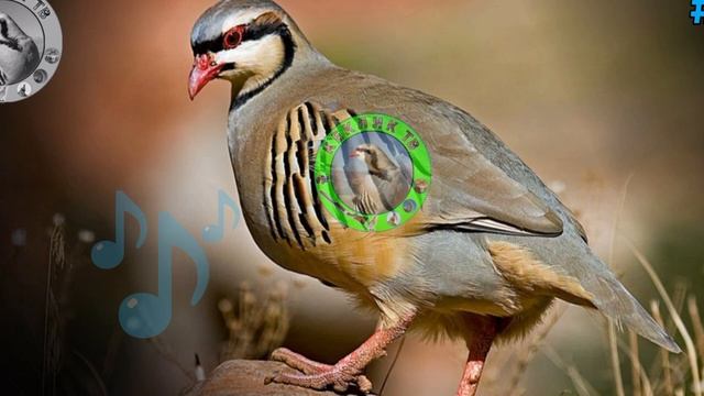 Кеклик Запис | Partridge Voice | Partridge Hunting