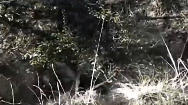 хранители леса.avi смотреть онлайн