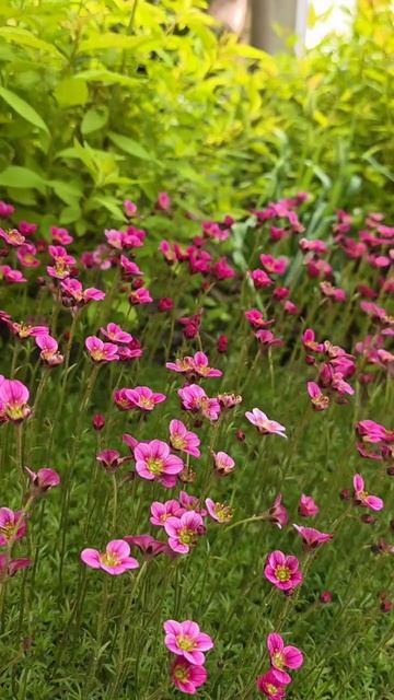 дача утро 27 МАЯ #ташамуляр #жизньбездублей смотреть онлайн