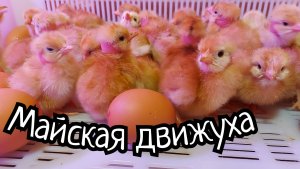 Птица без антибиотика - это не так просто. Болезни птицевода. Опять всё сломалось. Снова виноград.