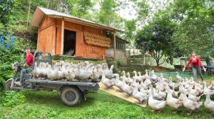 Неугомонная Пхуонг из Вьетнама. Продаю много уток, на деревенском рынке. Каждая по 4 килограмма.