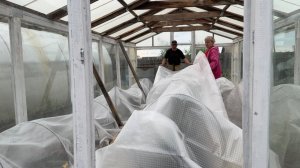 Пашем ОГОРОД. Застелили ДОРОЖКИ в ТЕПЛИЦЕ. Обработала  от МУРАВЬЁВ 🐜🐜