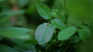 Премьера клипа !  Люся Чеботина - КАБЛУК   (Official Music Video)