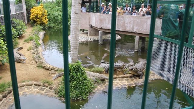 Кормление крокодилов в парке Ваниль (Маврикий). смотреть онлайн
