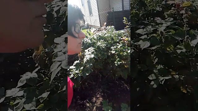 Огород Grosmutter, за городом Конаково. Гавриил, скрытая ви?