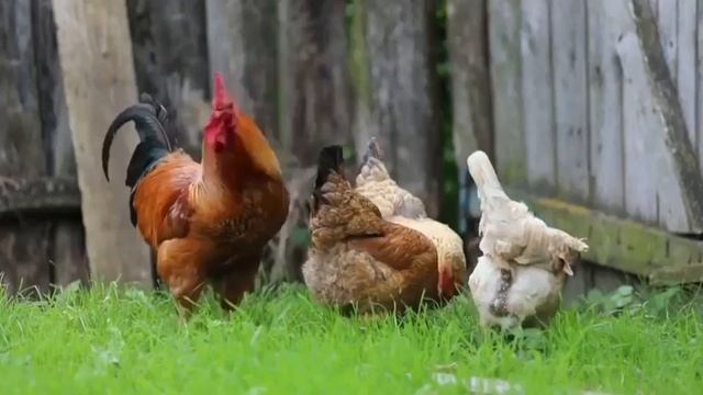 Дачная песня