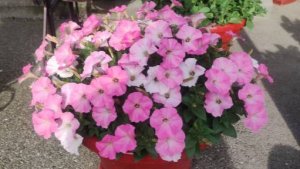 Петуния в мае. В каком обьеме растет петуния.Сколько растений в одном кашпо. Какие сорта выращиваю.